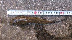 本荘人工島　テトラからの胴突きでガシラ　投げ釣りは不発…