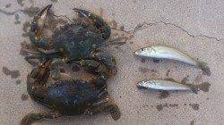 本荘人工島　投げ釣りでキス＆穴釣りでイシガニ☆