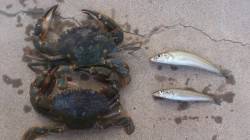 本荘人工島　投げ釣りでキス＆穴釣りでイシガ…