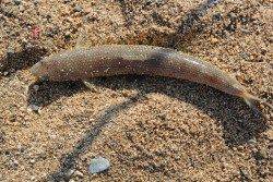 気比の松原で投げ釣り　キスの気配ない状態でした