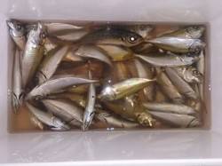 仮屋　マイワシ狙い釣行もサビキでアジの釣果…