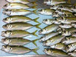 仮屋　マイワシ狙い釣行もサビキでアジの釣果