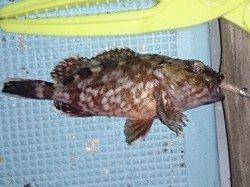 明石港でのアジング釣果