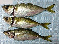 明石港でのアジング釣果