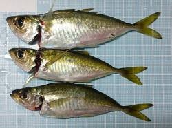 明石港でのアジング釣果