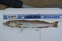 神崎海岸で投げ釣り、今季最大28cmのキス(*≧∀≦*)