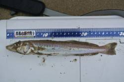 神崎海岸で投げ釣り、今季最大28cmのキス…