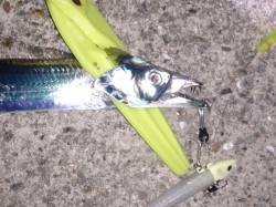 大蔵海岸でワインド、指2.5本ほどのサイズ…