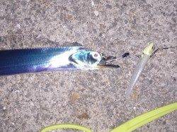 大蔵海岸でワインド、指2.5本ほどのサイズが釣れました