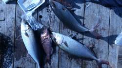 家島でウキ釣り、カンパチにタイ