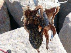 松江～藤江、タコテンヤでイイダコGET！