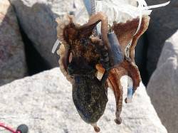 松江～藤江、タコテンヤでイイダコGET！