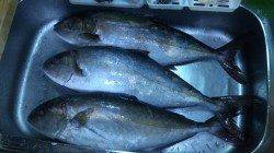 家島でウキ釣り、カンパチにタイ