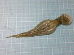 松江～藤江、タコテンヤでイイダコGET！