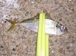 明石でアジング　リリースサイズばかりでした