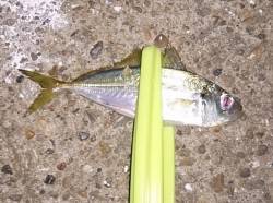 明石でアジング　リリースサイズばかりでした…