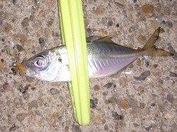 明石港でアジング　リリースしつつ少し大き目だけキープ