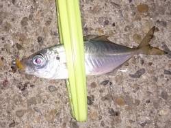 明石港でアジング　リリースしつつ少し大き目…