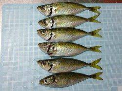 明石港でアジング　リリースしつつ少し大き目だけキープ