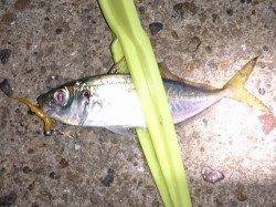 明石港でのアジング釣果