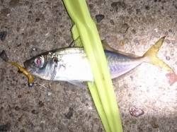 明石港でのアジング釣果