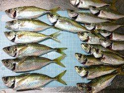 明石港でのアジング釣果