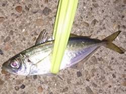 明石でウキ釣り、上げ潮時は毎投HIT！