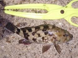 明石港でのアジング釣果