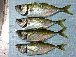 明石港でのアジング釣果