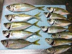 明石でウキ釣り、上げ潮時は毎投HIT！