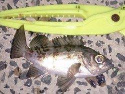 明石港でアジのアベレージサイズ11匹