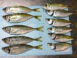 明石港でアジのアベレージサイズ11匹