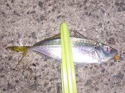 明石港でのアジング釣果