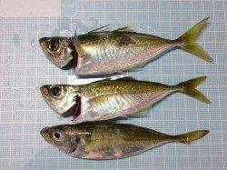 明石港でのアジング釣果