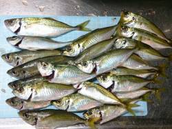 明石港　ウキ釣りでアジ22尾の釣果