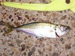 明石港で浮子釣り、アジの釣果