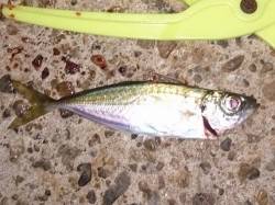 明石港で浮子釣り、アジの釣果