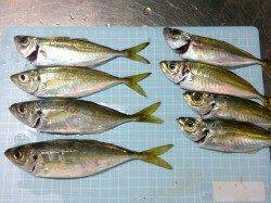 明石港で浮子釣り、アジの釣果