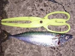 明石港、ウキ釣りでアジとサバの釣果