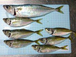 明石港、ウキ釣りでアジとサバの釣果