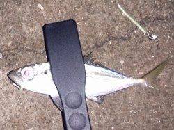 明石港にてウキ釣りでアジの釣果