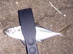 明石港にてウキ釣りでアジの釣果