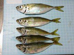 明石港にてウキ釣りでアジの釣果