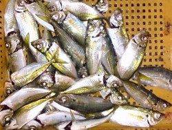 明石港　ウキ釣りでアジ狙い　豆アジの猛攻をかわし満足釣果