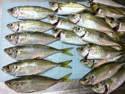 明石港　ウキ釣りでアジ狙い　豆アジの猛攻をかわし満足釣果