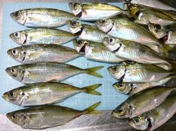 明石港　ウキ釣りでアジ狙い　豆アジの猛攻を…