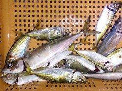 明石港　夜のウキ釣りでアジ16匹＆サバ