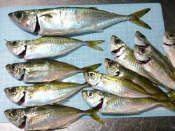 明石港　夜のウキ釣りでアジ16匹＆サバ