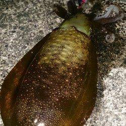 荒れ模様の日本海若狭方面へエギング釣行