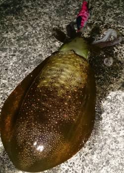 荒れ模様の日本海若狭方面へエギング釣行